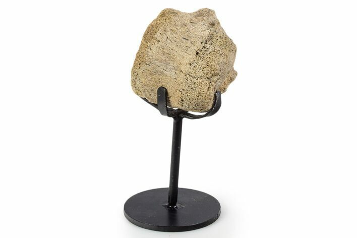 Fossil Hadrosaur Vertebra Section w/ Metal Stand - South Dakota #339873
